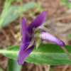 호제비꽃(Viola yedoensis Makino) : 능선따라