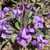 호제비꽃(Viola yedoensis Makino) : 능선따라