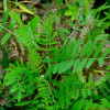 개황기(Astragalus uliginosus L.) : 벼루