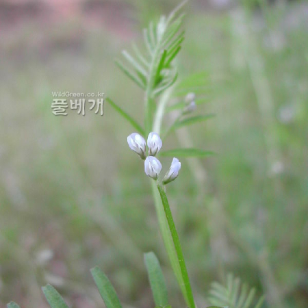 새완두(Vicia hirsuta (L.) Gray) : 벼루