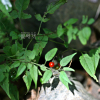좁은잎배풍등(Solanum japonense Nakai) : 산들꽃