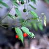 좁은잎배풍등(Solanum japonense Nakai) : 산들꽃
