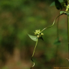 덩굴박주가리(Cynanchum nipponicum Matsum.) : habal