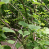 마(Dioscorea polystachya Turcz.) : 파랑새
