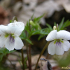 남산제비꽃(Viola albida var. chaerophylloides (Regel) F.Maek. ex Hara) : 둥근바위솔