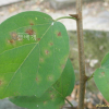 꾸지뽕나무(Cudrania tricuspidata (Carr.) Bureau ex Lavallee) : 설뫼