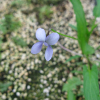 선제비꽃(Viola raddeana Regel) : 바지랑대