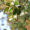 동백나무겨우살이(Korthalsella japonica (Thunb.) Engl.) : 벵듸낭
