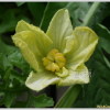 수박(Citrullus vulgaris Schrad.) : 들국화