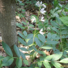 백선(Dictamnus dasycarpus Turcz.) : 봄까치꽃