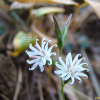 좀딱취(Ainsliaea apiculata Sch.Bip.) : 산들꽃