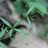 산갈퀴(Galium pogonanthum Franch. & Sav.) : 봄까치꽃