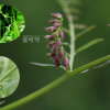 가는등갈퀴(Vicia tenuifolia Roth) : 카르마