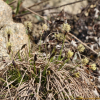애기감둥사초(Carex gifuensis Franch. var. koreana Nakai) : 통통배