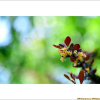 당매자나무(Berberis chinensis Poir.) : 설뫼*