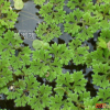 물개구리밥(Azolla imbricata (Roxb.) Nakai) : kplant1