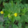 애기노랑토끼풀(Trifolium dubium Sibth.) : 고들빼기