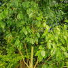초령목(Magnolia compressa Maxim.) : 산들꽃