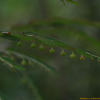 여우주머니(Phyllanthus ussuriensis Rupr. & Maxim.) : 산들꽃