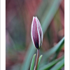 산자고(Tulipa edulis (Miq.) Baker) : 호랑나비