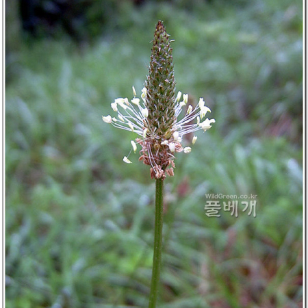 창질경이(Plantago lanceolata L.) : 능선따라