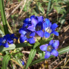 용담(Gentiana scabra Bunge) : 꽃천사