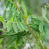 묏황기(Hedysarum alpinum L.) : habal