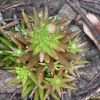 바위솔(Orostachys japonica (Maxim.) A.Berger) : 꽃사랑