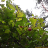 풀또기(Prunus triloba var. truncata Kom.) : 설뫼