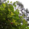 풀또기(Prunus triloba var. truncata Kom.) : 설뫼