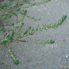 둥근잎명아주(Chenopodium acuminatum Willd.) : 무심거사
