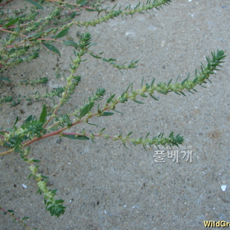 둥근잎명아주(Chenopodium acuminatum Willd.) : 청암