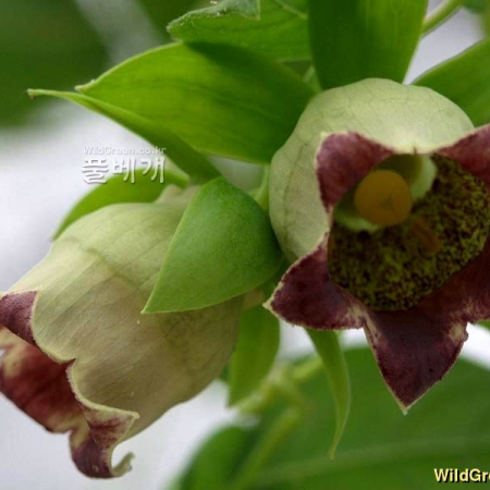 더덕(Codonopsis lanceolata (Siebold & Zucc.) Trautv.) : 꽃사랑