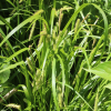 그늘흰사초(Carex planiculmis Kom.) : 도리뫼