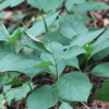 민백미꽃(Cynanchum ascyrifolium (Franch. & Sav.) Matsum.) : 목유화
