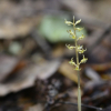 애기무엽란(Neottia acuminata Schltr.) : 통통배