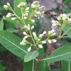수궁초(Apocynum cannabinum L.) : 산들꽃