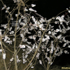 살구나무(Prunus armeniaca var. ansu Maxim.) : 석뫼