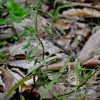 쇠뿔현호색(Corydalis cornupetala Y.H.Kim & J.H.Jeong) : 고들빼기