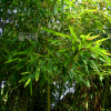 이대(Pseudosasa japonica (Siebold & Zucc. ex Steud.) Makino ex Nakai) : 산들꽃