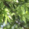 참가시나무(Quercus salicina Blume) : 봄까치꽃