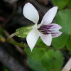 콩제비꽃(Viola verecunda A.Gray) : 塞翁之馬