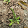 진주바위솔(Orostachys margaritifolia Y.N.Lee) : 꽃천사