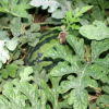 수박(Citrullus vulgaris Schrad.) : 들국화