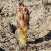 초종용(Orobanche coerulescens Stephan) : 들꽃사랑