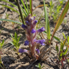 초종용(Orobanche coerulescens Stephan) : 들꽃사랑
