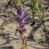 초종용(Orobanche coerulescens Stephan) : 들꽃사랑