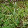 참새피(Paspalum thunbergii Kunth ex Steud.) : 塞翁之馬