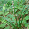 개맥문동(Liriope spicata (Thunb.) Lour.) : 추풍