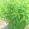 형개(Schizonepeta tenuifolia var. japonica (Maxim.) Kitag.) : 곰배령